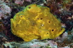 Antennarius multiocellatus