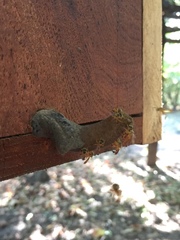 Tetragonisca fiebrigi