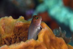 Ophioblennius macclurei