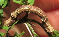 Colocleora divisaria