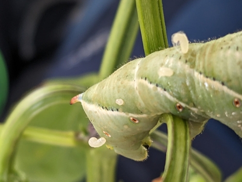Hornworm Parasitoid Wasp Complex photo 3