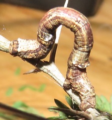 Colocleora divisaria