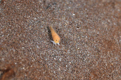 Terebridae