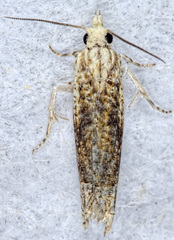 Eucosma ochrocephala