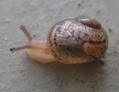 Cornu aspersum