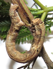 Colocleora divisaria