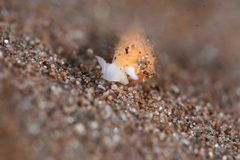 Terebridae