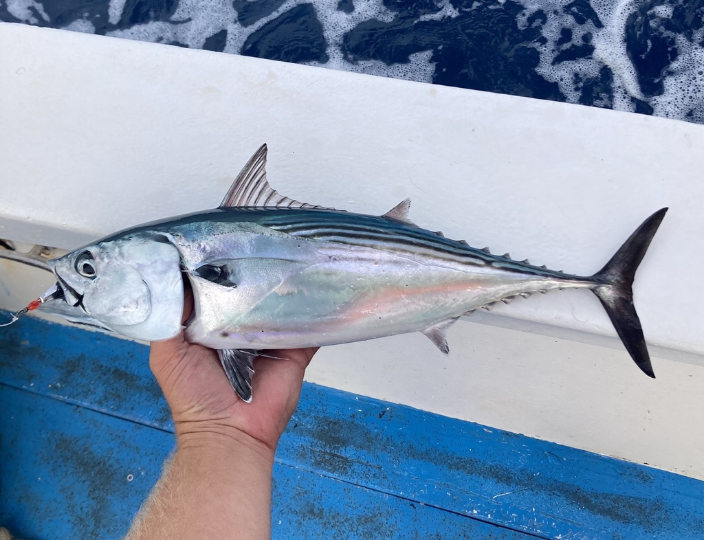 Black Skipjack