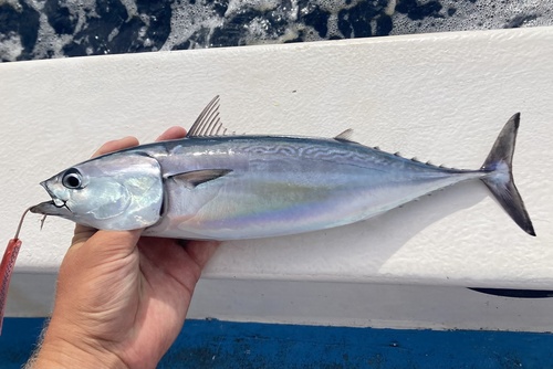 Frigate mackerel (Auxis brachydorax) — Scombridae