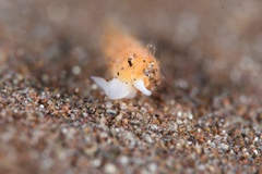 Terebridae