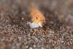 Terebridae