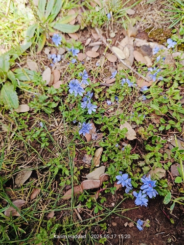 Pink water speedwell (Veronica rosea)
