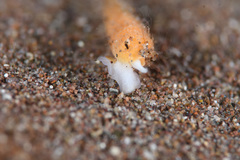 Terebridae