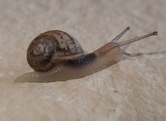 Cornu aspersum