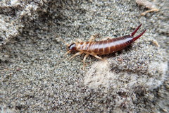 Anisolabis littorea