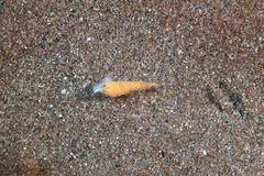 Terebridae