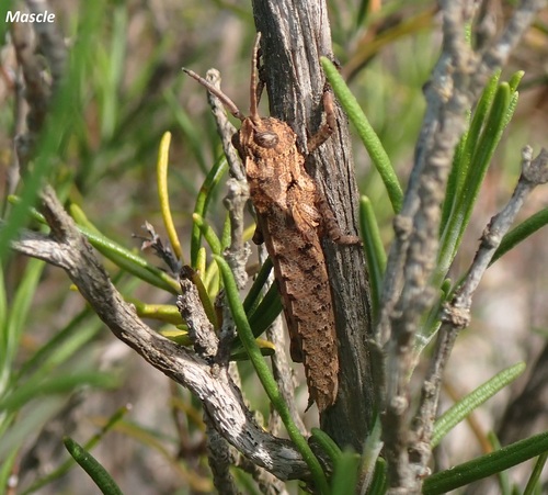 Acinipe eulaliae