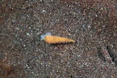 Terebridae