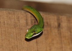Leptophis ahaetulla