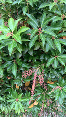 Pieris japonica