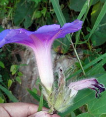 Ipomoea villifera
