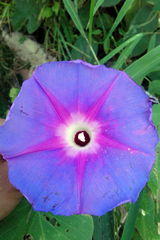 Ipomoea villifera