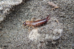 Anisolabis littorea