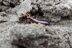 Anisolabis littorea
