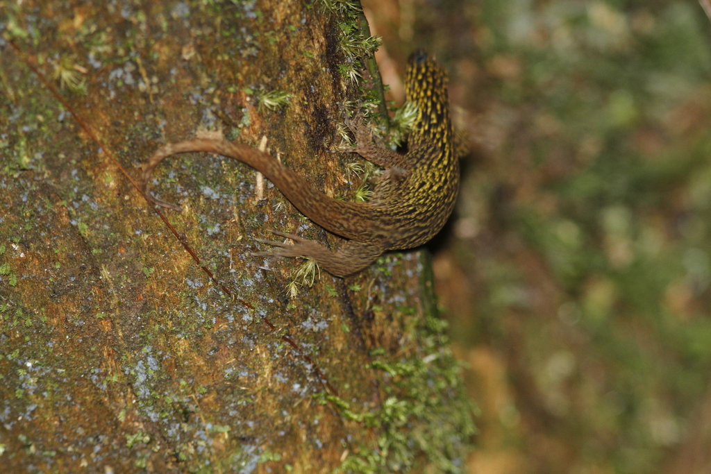 Annulated Gecko