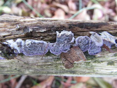 Corticium roseocarneum