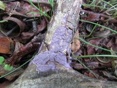 Corticium roseocarneum