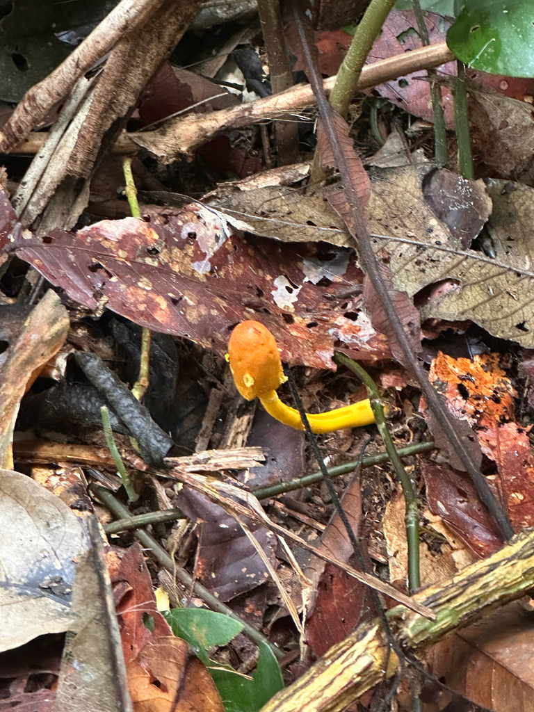 Leucocoprinus brunneoluteus · August 2025 · photo: © matthew_billman (iNaturalist, cc0)