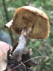 Suillus cothurnatus
