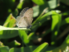 Leptotes