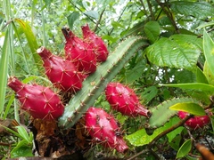 Acanthocereus hesperius