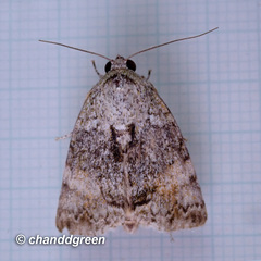 Blenina quinaria