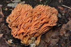 Ramaria neoformosa