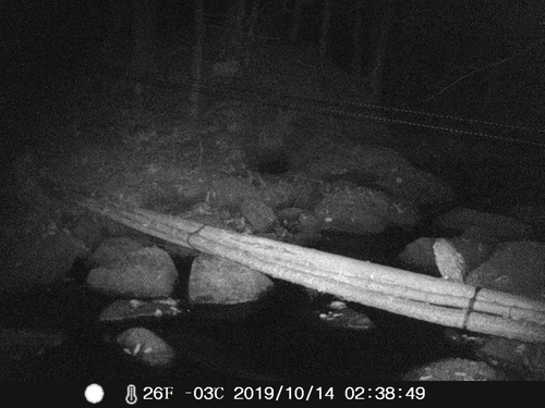 Barred Owl photographed in New Hampshire