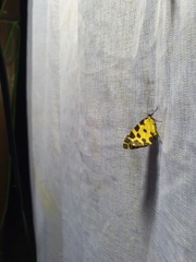 Pantherodes pardalaria