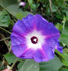 Ipomoea villifera