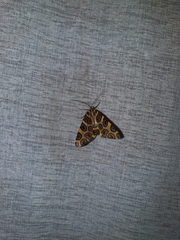 Pantherodes pardalaria