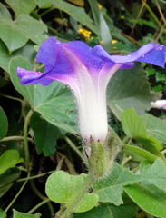 Ipomoea villifera
