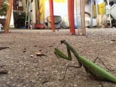 Mantis religiosa