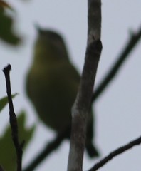 Vireo flavifrons