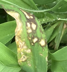 Brusone (Pyricularia grisea)
