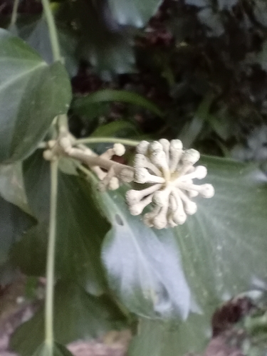 Hedera maderensis, photograph 5
