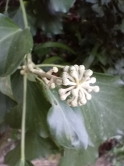 author not stated, no rights reserved Hedera maderensis, photograph author not stated, no rights reserved