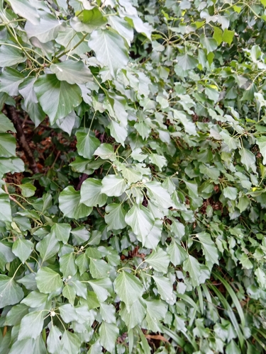 Hedera maderensis, photograph 6