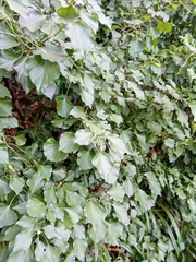 Hedera maderensis, photograph author not stated, no rights reserved