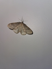 Operophtera fagata